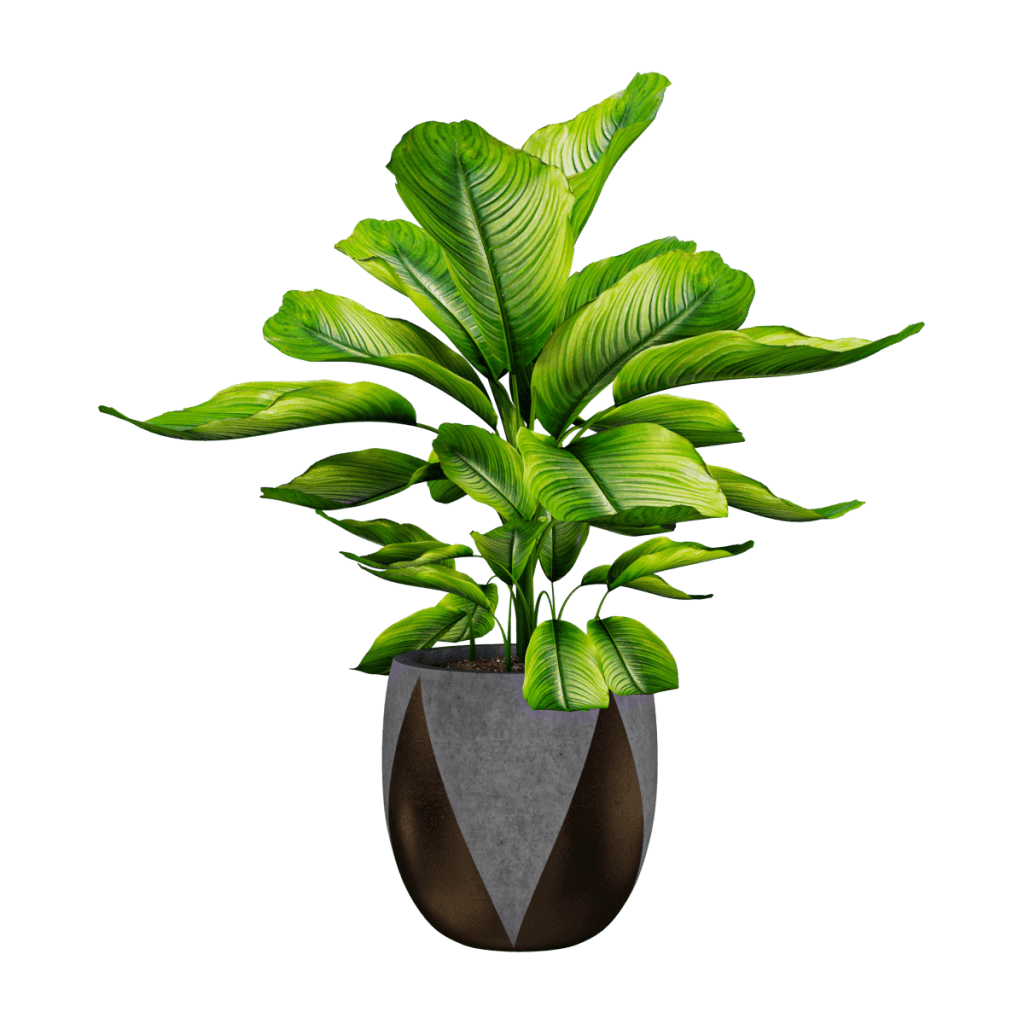 花叶万年青植物盆景3d模型objfbxmax