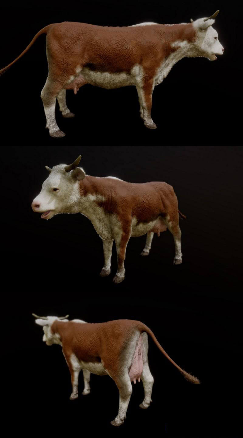 牛3d模型(obj,fbx)插图