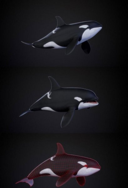 orca虎鲸3d模型(obj,fbx,max)