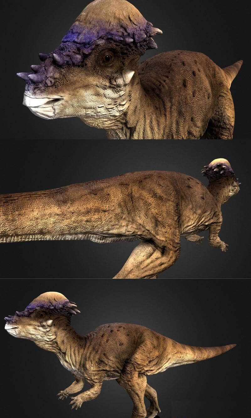pachycephalosaurus肿头龙3d模型objfbx