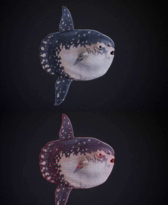 sunfish翻车鲀3d模型objfbxmax