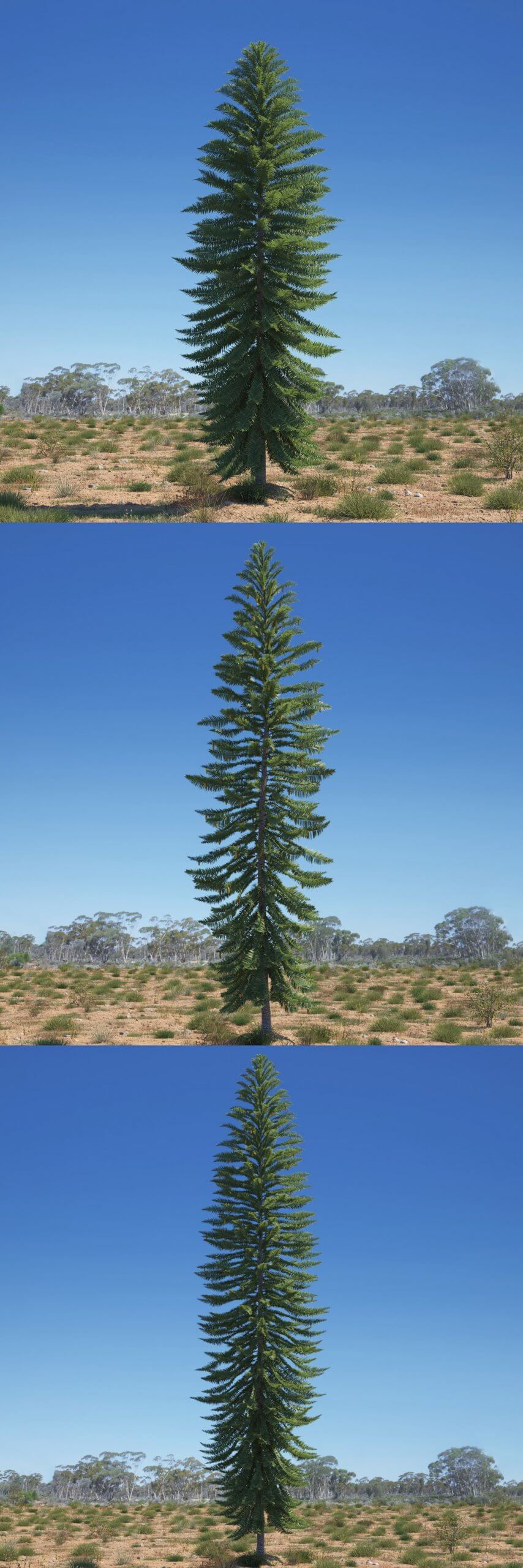 wollemianobilis3种形态的瓦勒迈杉树3d模型合集max