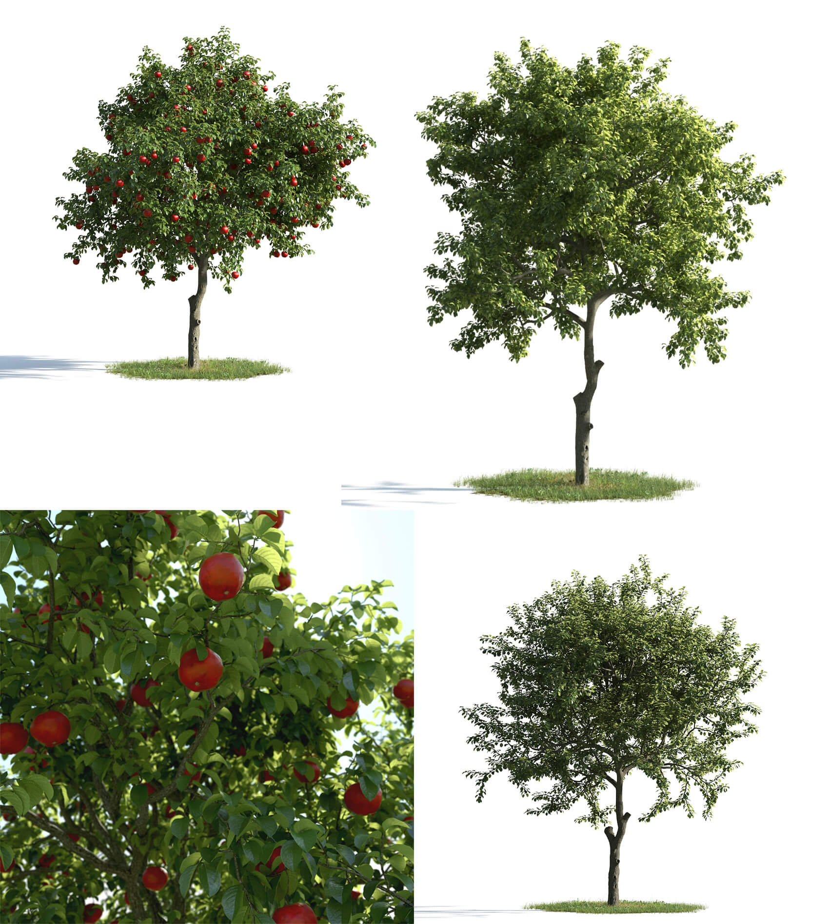 3种不同形态的苹果树3d模型max