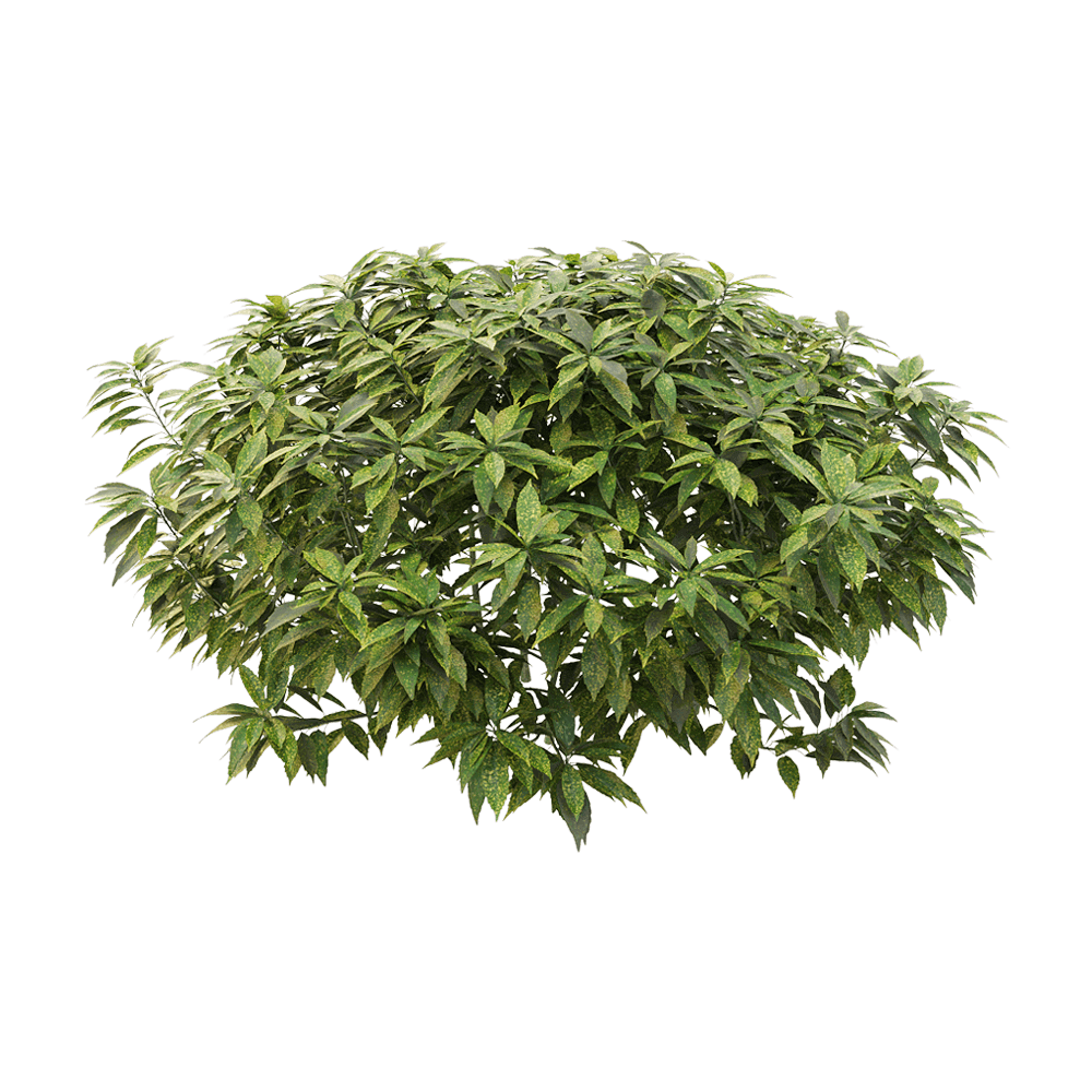 ancubajaponica洒金珊瑚花叶青木3d模型objfbxmax