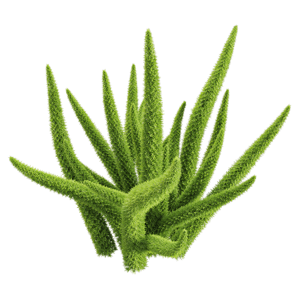 asparagus densifloru狐尾天门冬植物3d模型(obj,fbx,max)插图