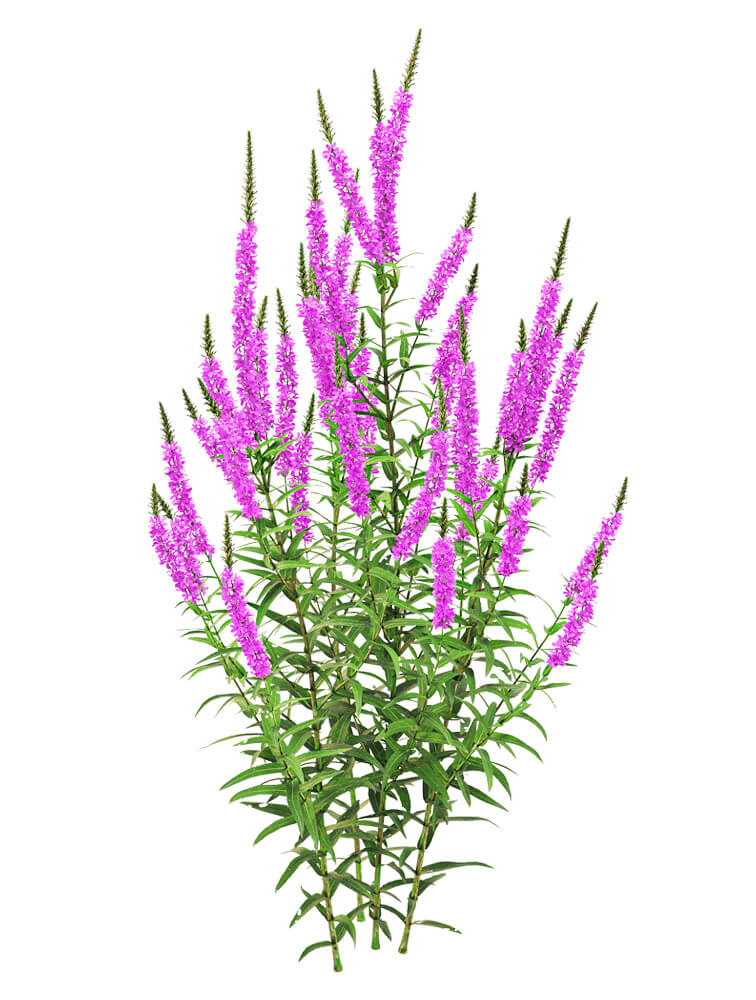 开紫色花朵的千屈菜 水柳植物花丛3d模型(obj,fbx,max)插图