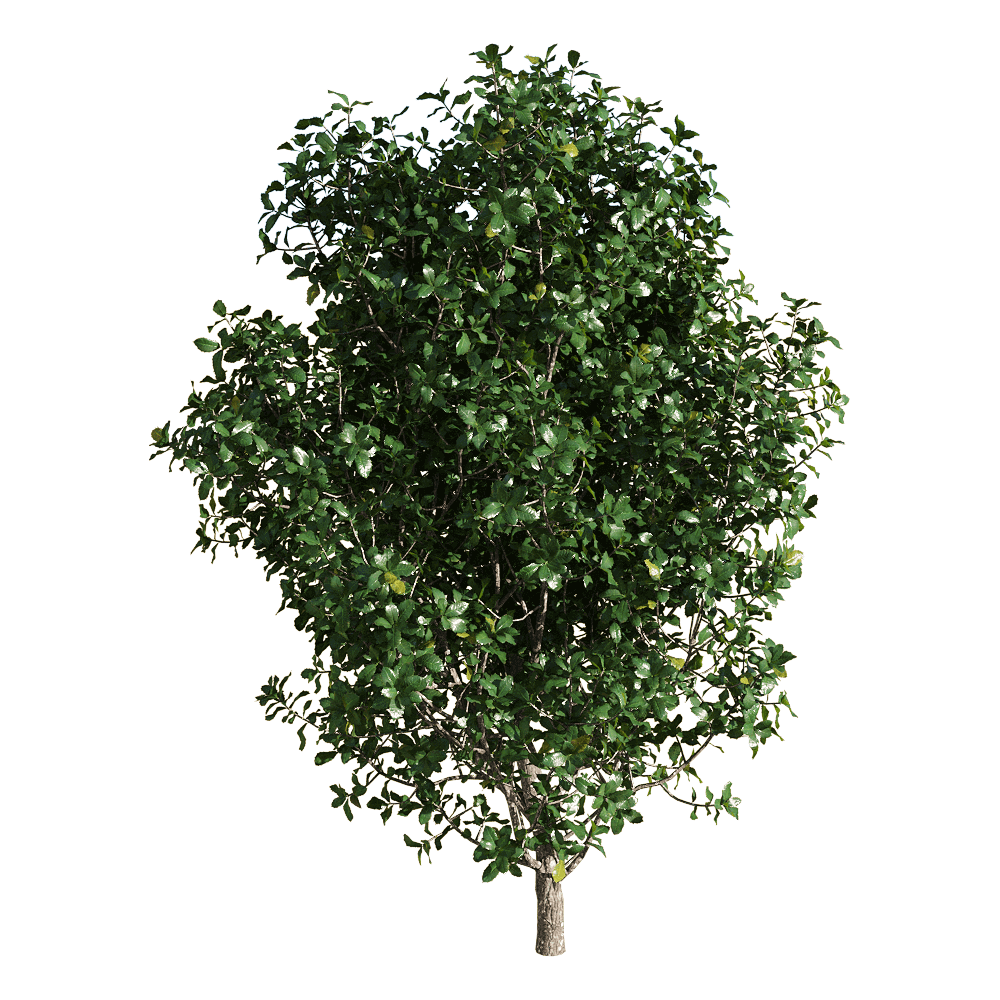 quercus coccifera胭脂虫栎树3d模型(obj,fbx,max)插图