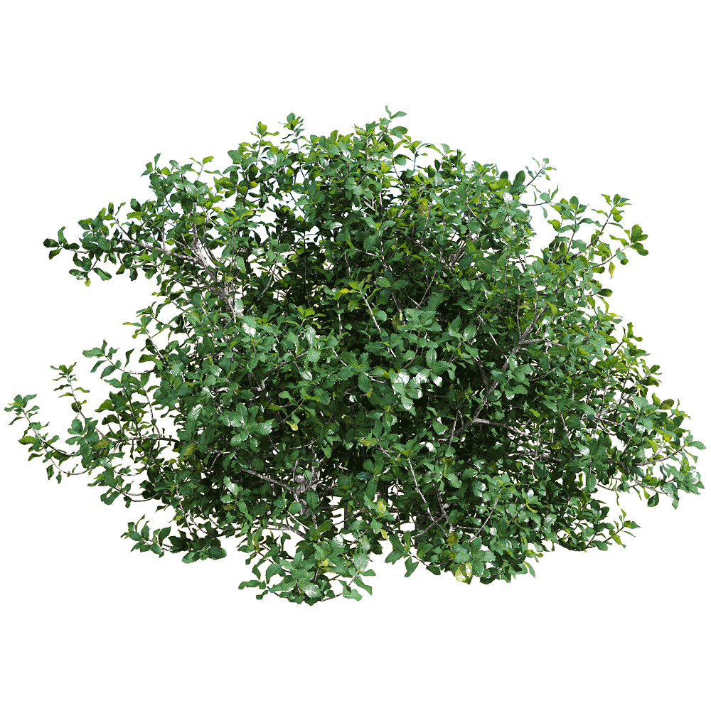 quercus coccifera胭脂虫栎树 绿植灌木3d模型(obj,fbx,max)插图