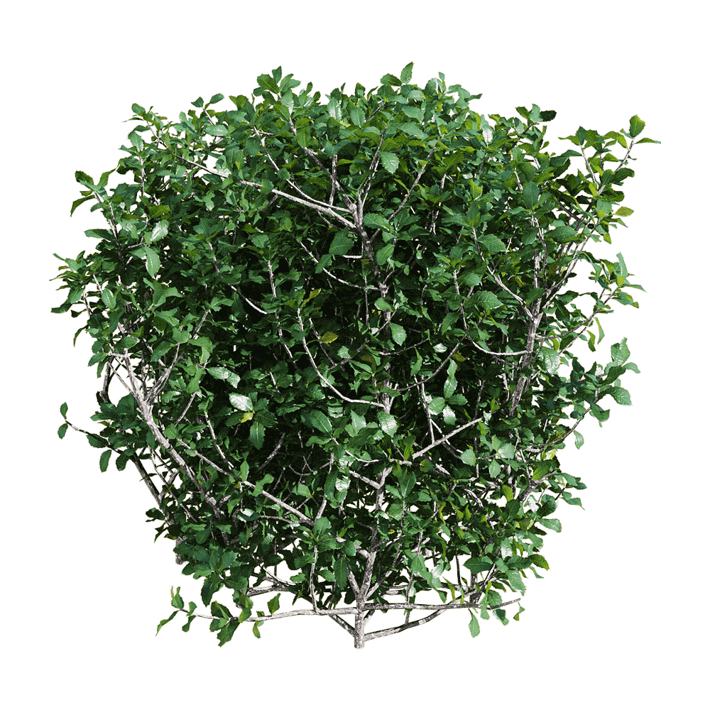 quercus coccifera胭脂虫栎树 绿植树篱3d模型(obj,fbx,max)插图